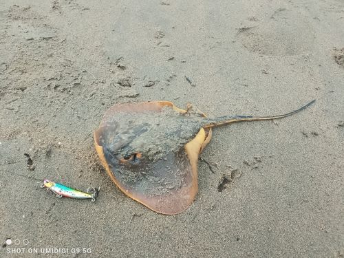 エイの釣果