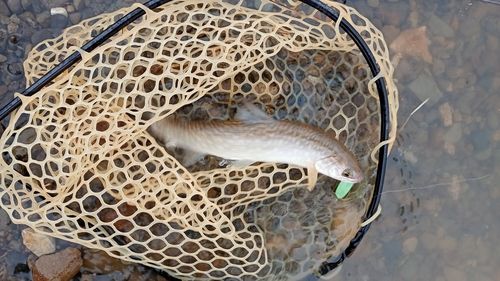 アメマスの釣果