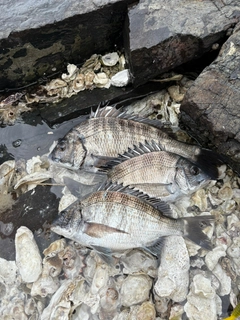 チヌの釣果
