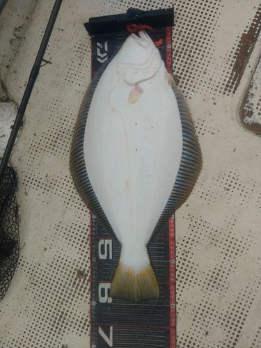ヒラメの釣果