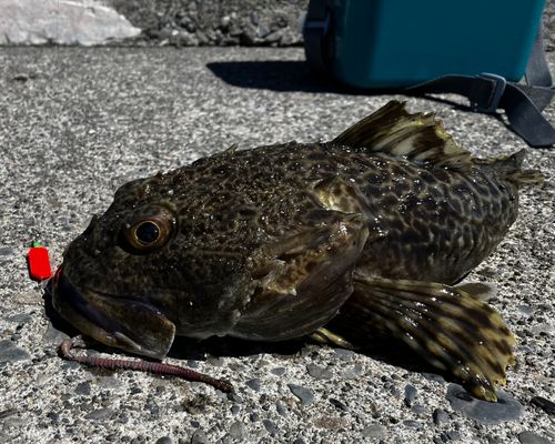 トゲカジカの釣果