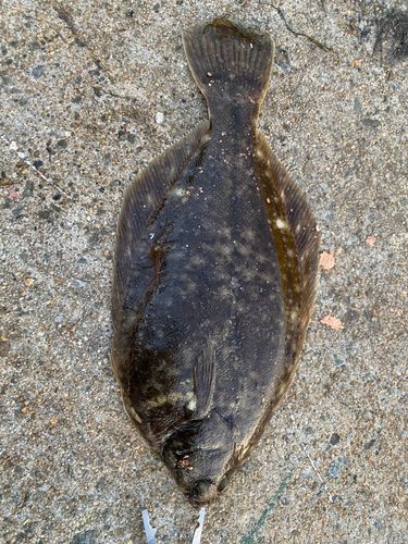カレイの釣果