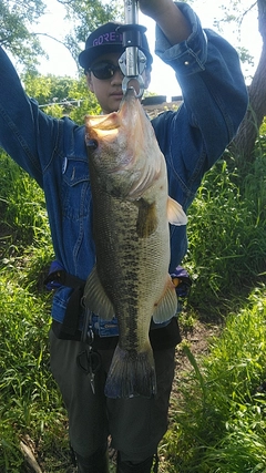 ブラックバスの釣果