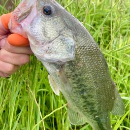 ラージマウスバス