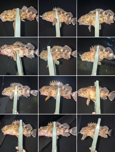 カサゴの釣果
