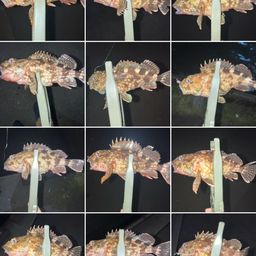 カサゴ