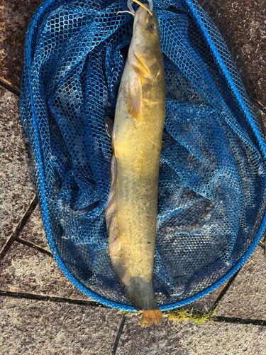 ナマズの釣果