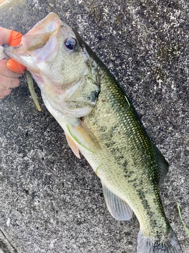 ラージマウスバスの釣果