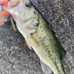 ラージマウスバス