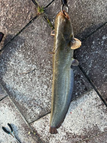ナマズの釣果