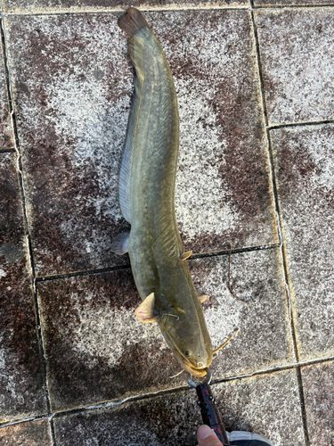 ナマズの釣果