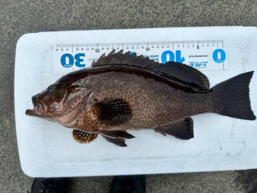 オオモンハタの釣果