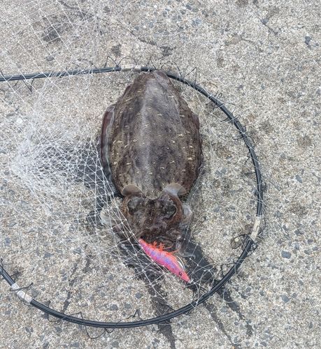 モンゴウイカの釣果