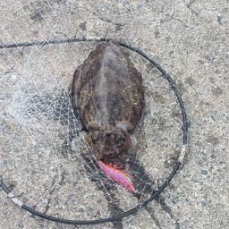 モンゴウイカ