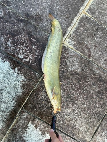 ナマズの釣果