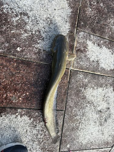 ナマズの釣果