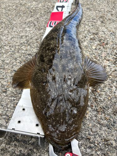 マゴチの釣果