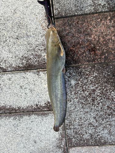 ナマズの釣果
