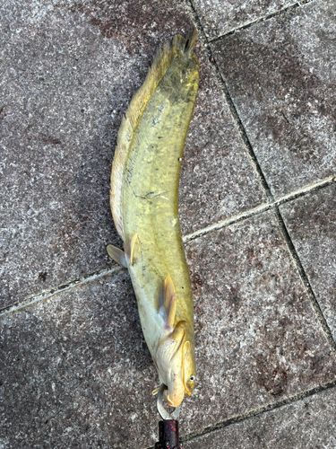 ナマズの釣果