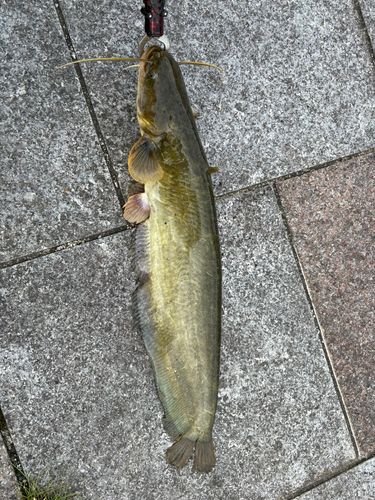 ナマズの釣果