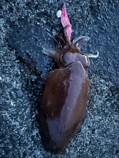 コウイカの釣果