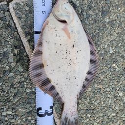 クロガシラガレイ