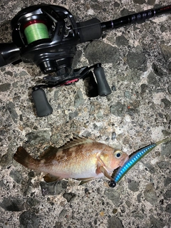 エゾメバルの釣果