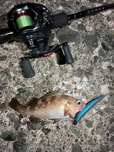 エゾメバルの釣果