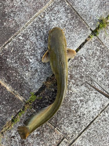 ナマズの釣果
