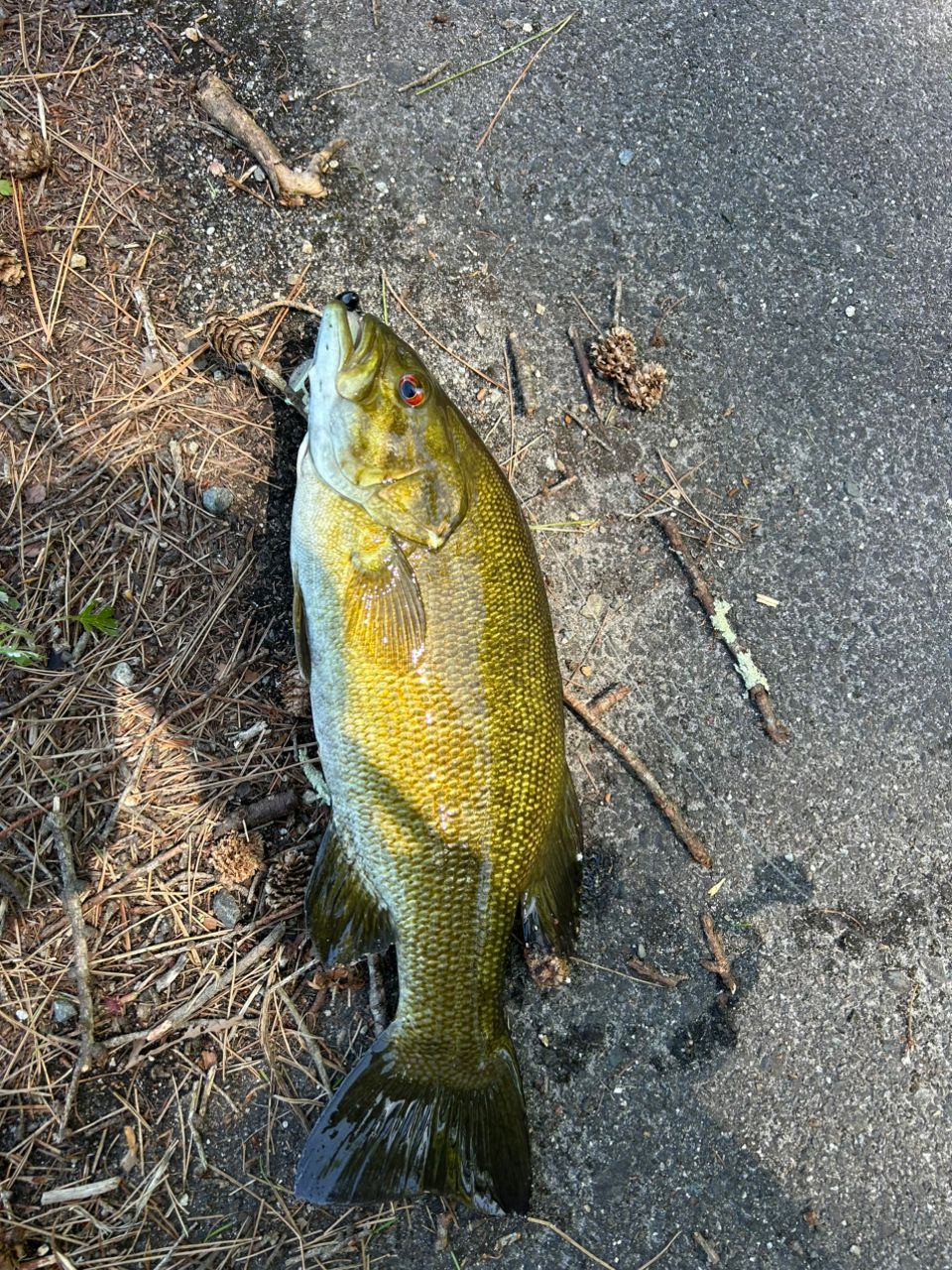 スモールマウスバス