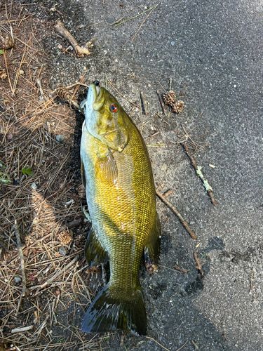 スモールマウスバスの釣果