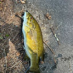 スモールマウスバス