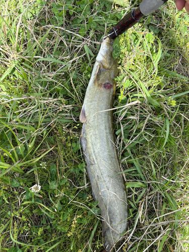 ナマズの釣果