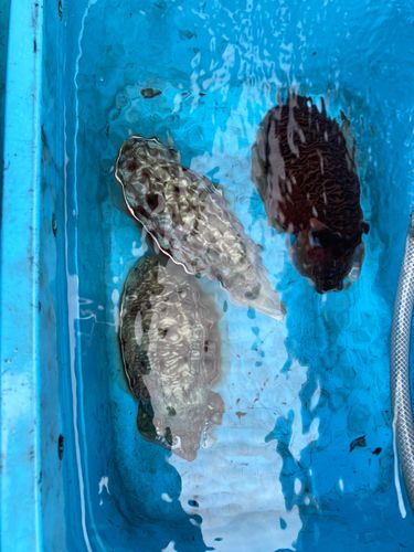 コウイカの釣果