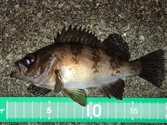 メバルの釣果