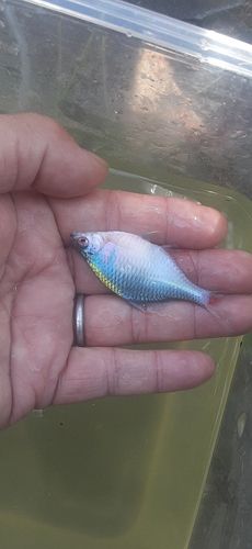 タイリクバラタナゴの釣果