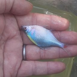 タイリクバラタナゴ