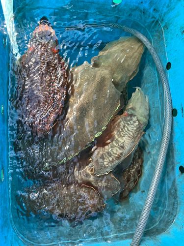 コウイカの釣果