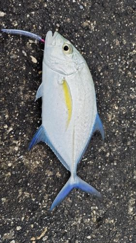 カスミアジの釣果