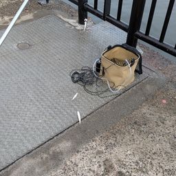 カタクチイワシ