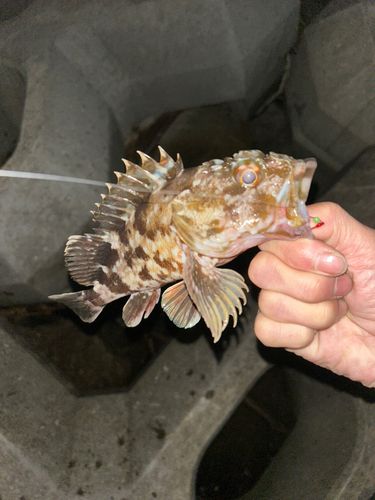 カサゴの釣果