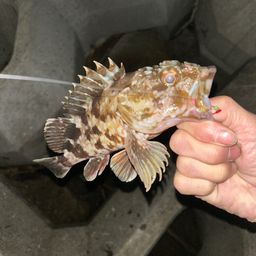 カサゴ