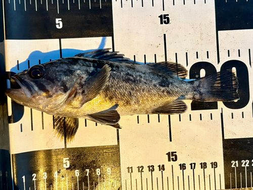 クロソイの釣果