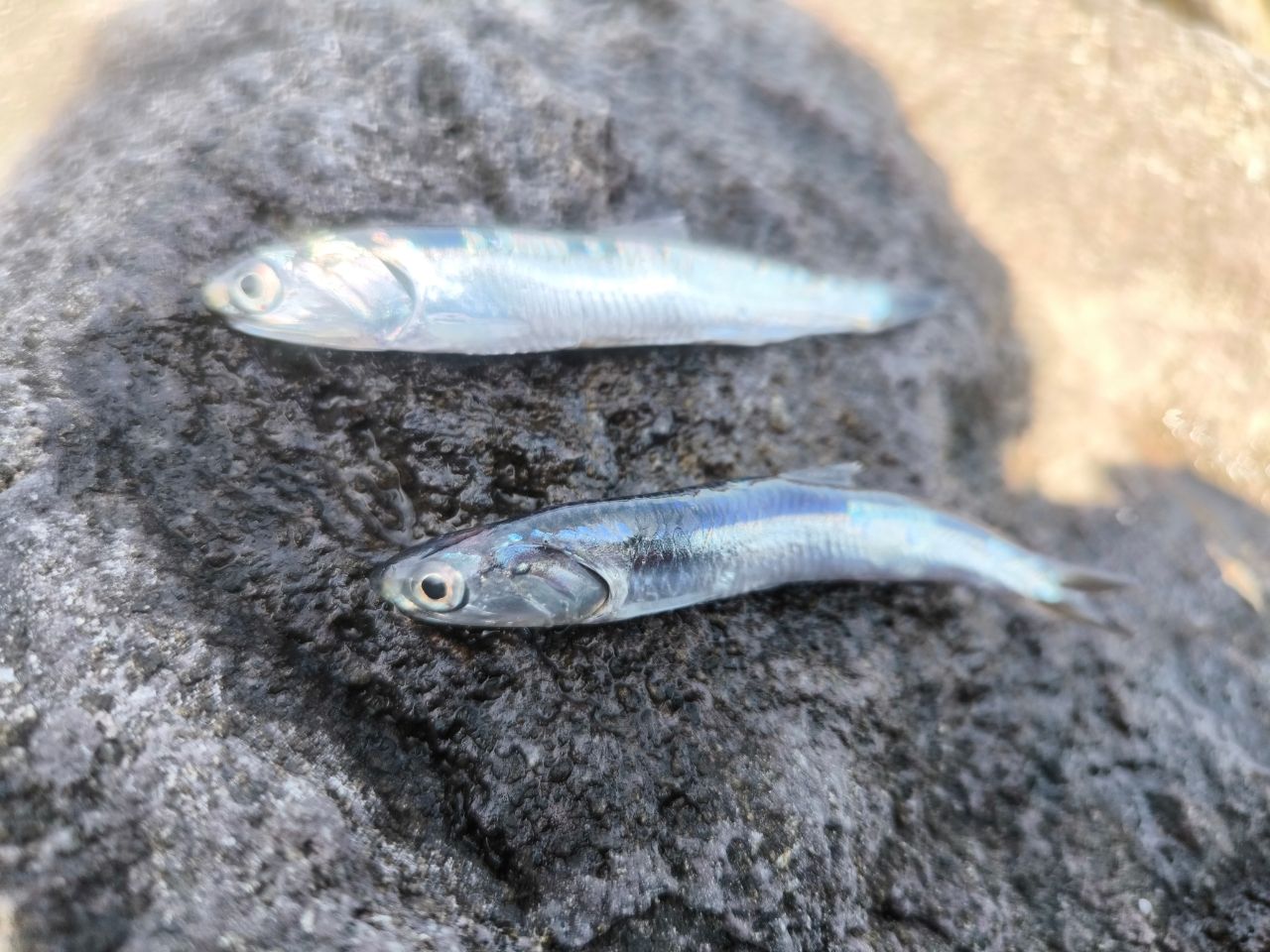 ヒラスズキ