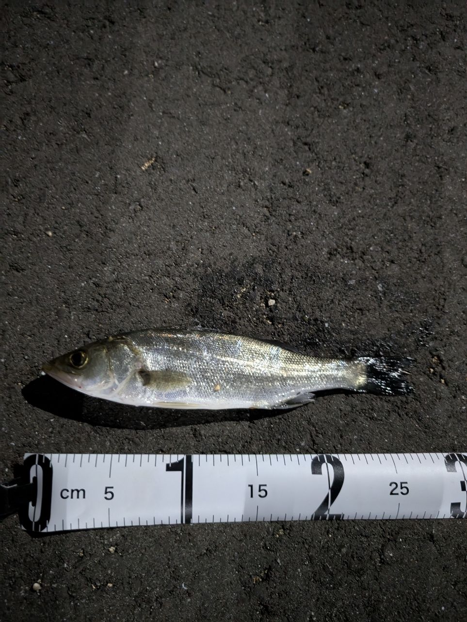 セイゴ（マルスズキ）