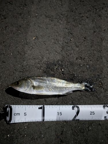 セイゴ（マルスズキ）の釣果