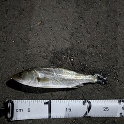 セイゴ（マルスズキ）