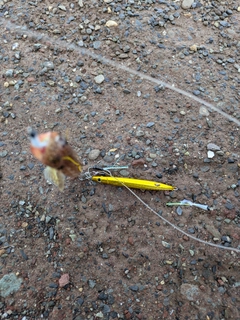 ホシノエソの釣果