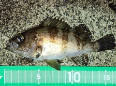 メバルの釣果