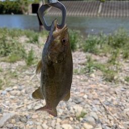 スモールマウスバス